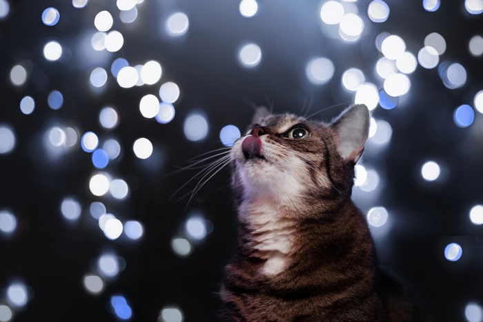 Tabby cat licking its nose with bokeh lights
