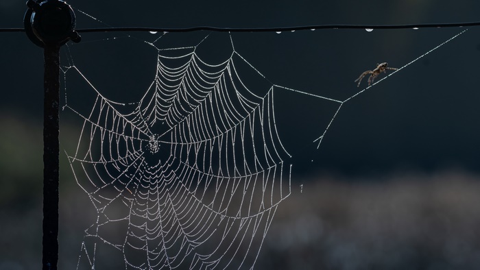 Spider Web with Dewdrops and Spider