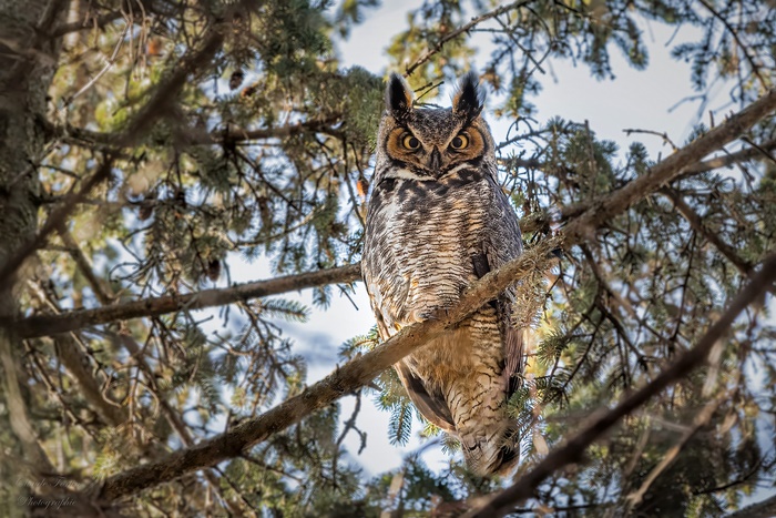 Great Horned Owl perched on a tree branch