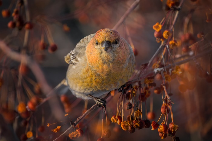 Pine Grosbeak bird perched on a branch with berries