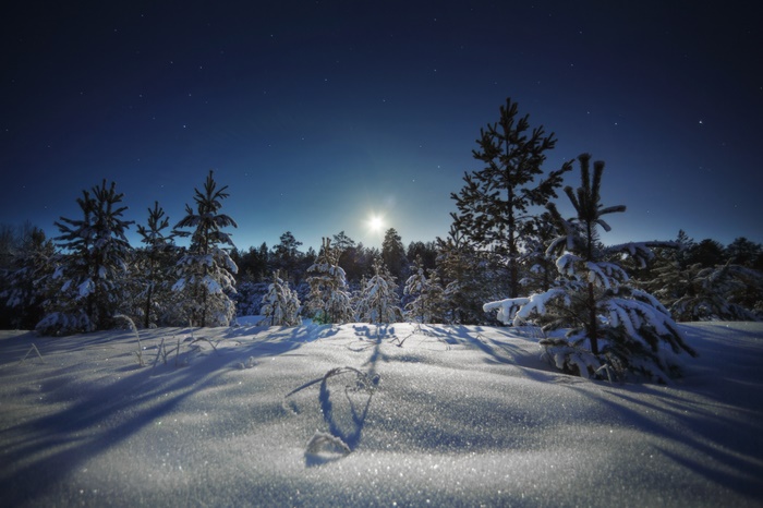 Winter forest under the moon and stars