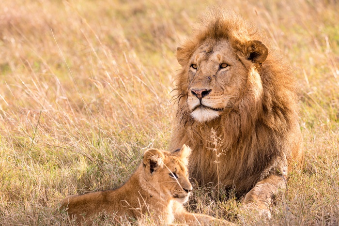 Male Lion and Cub in Tall Grass