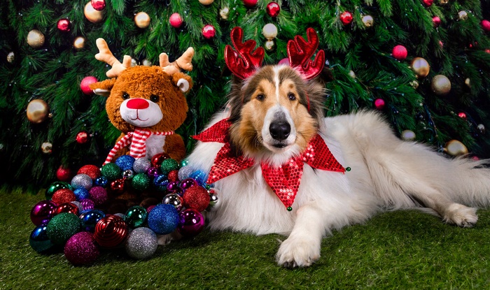 Dog with reindeer antlers and Christmas ornaments