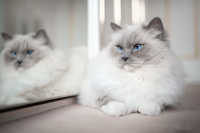 Ragdoll cat with blue eyes reflected in a mirror