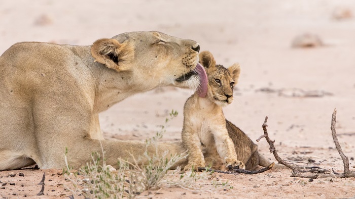 Lioness grooming her cub in the desert