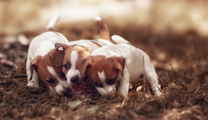 Three Jack Russell Terrier puppies playing with a pinecone