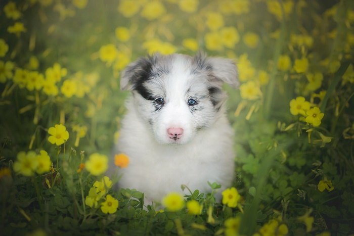 Border Collie puppy sitting in yellow flowers