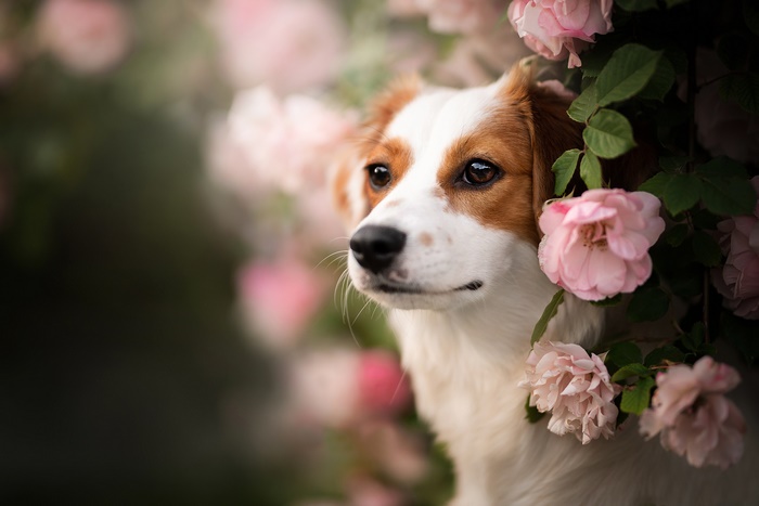Dog with pink flowers