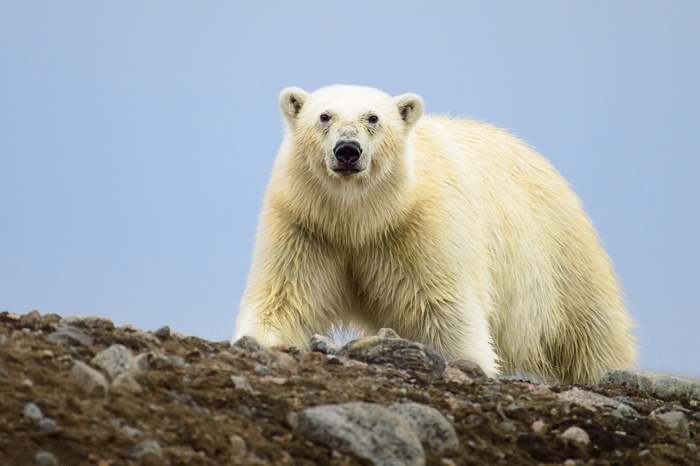 Polar Bear on Rocky Terrain