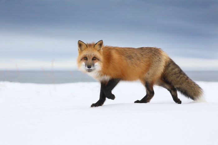 Red Fox Walking in Snow