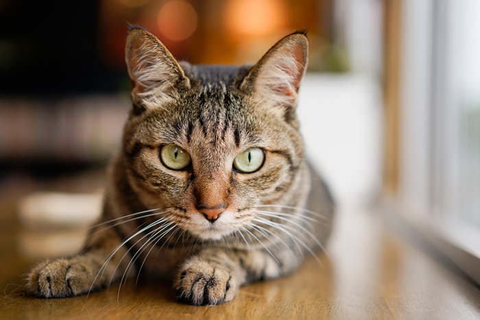 Tabby Cat with Green Eyes