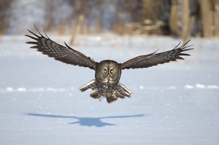 Great Gray Owl in Flight Over Snow