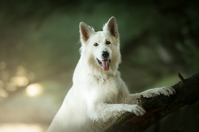 White German Shepherd dog on a log