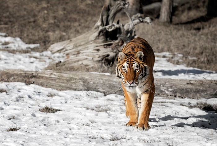 Tiger Hd, Predator (animal), Big Cat, Wildlife, Hd Wallpaper 