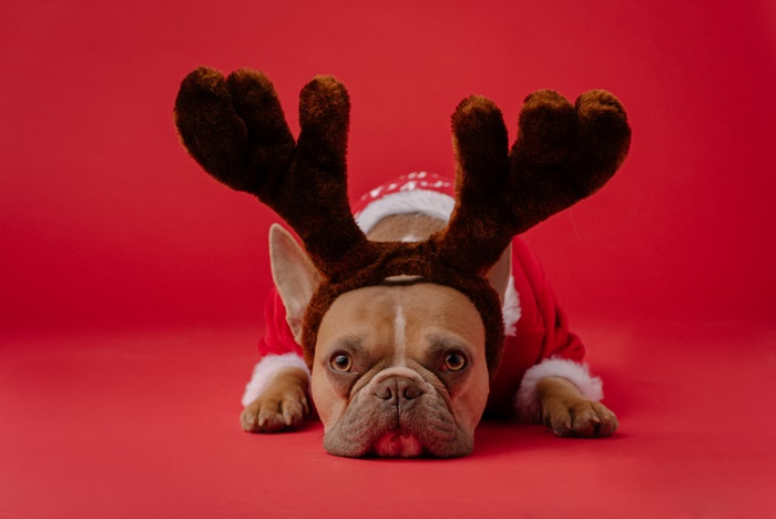 French Bulldog dressed as a reindeer