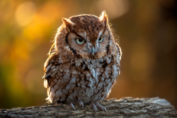 Eastern Screech Owl perched on a branch