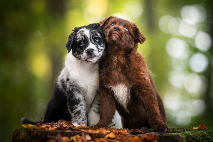 Two Border Collie puppies hugging on a log