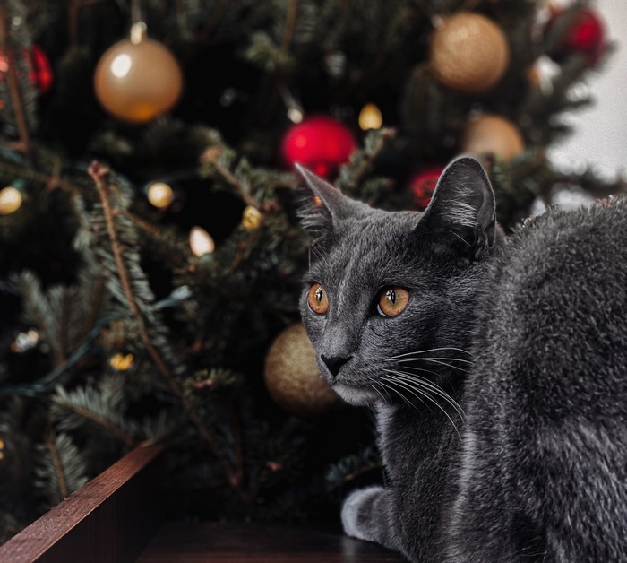 Gray cat with orange eyes near Christmas tree