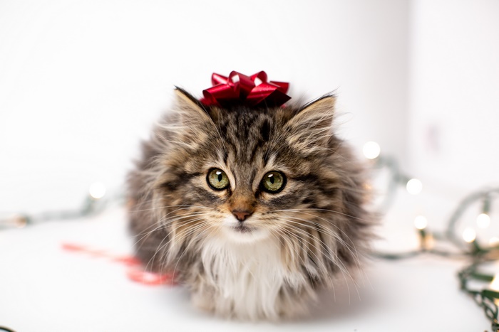 Fluffy kitten with a red bow on its head
