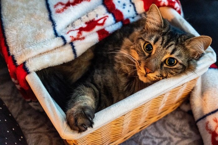 Tabby cat resting in a woven basket