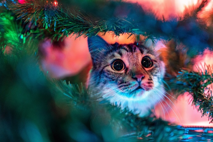 Cat peeking through Christmas tree branches