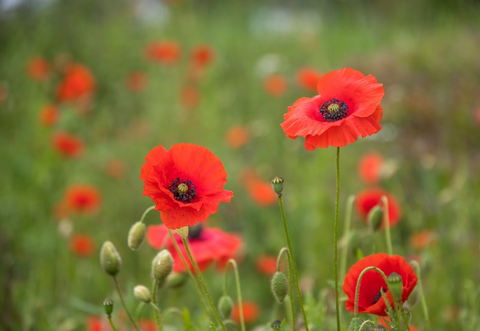 Field of Red Poppies