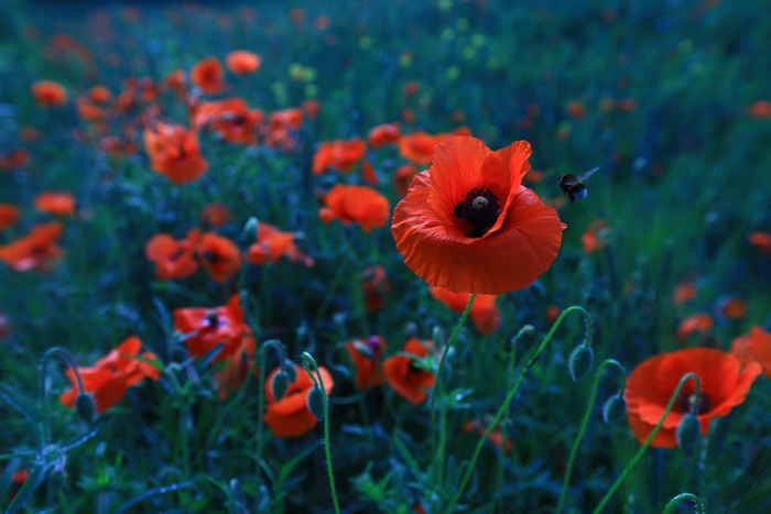 Field of Red Poppies with a Bee