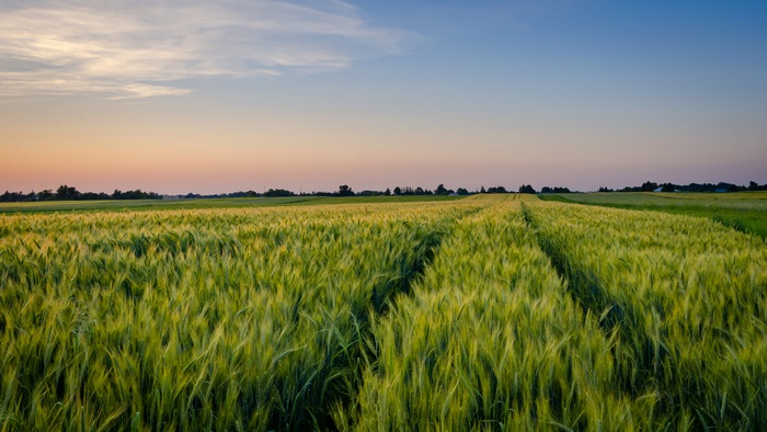 Wheat Field at Sunset