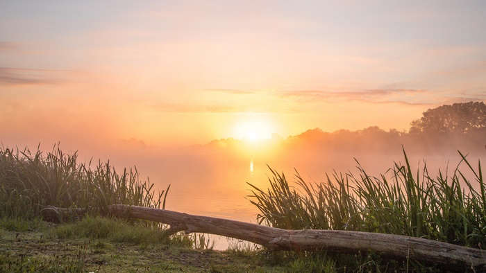Sunrise over a misty lake with reeds and a log