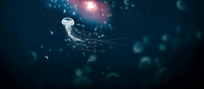 Jellyfish and diver underwater