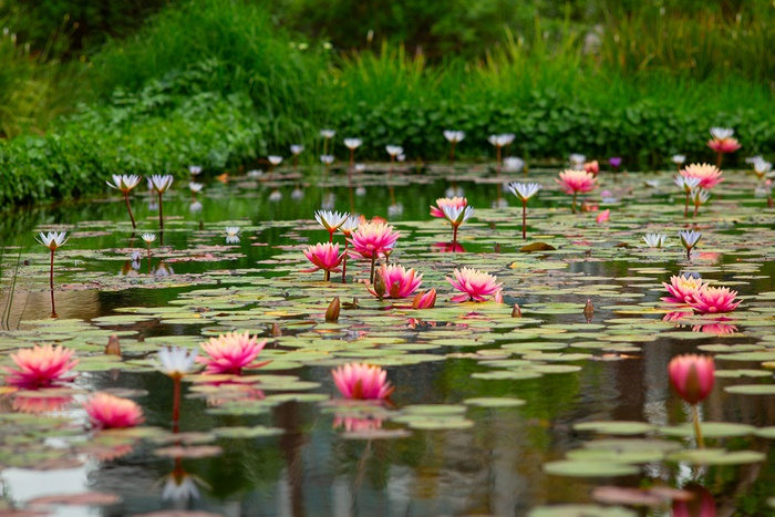 Pink and White Water Lilies in a Pond