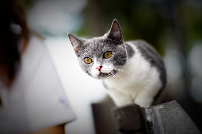 Gray and white cat on a fence
