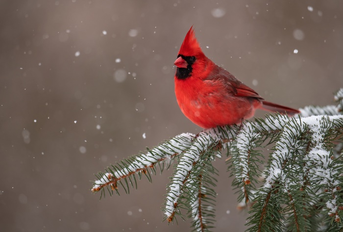 Cardinal bird on a snowy pine branch