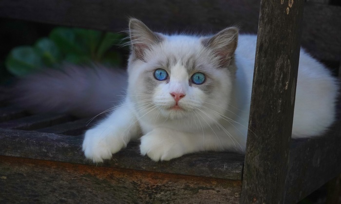 Ragdoll cat with blue eyes on a wooden bench