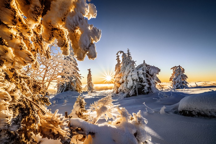 Winter forest with sunbeams over snow