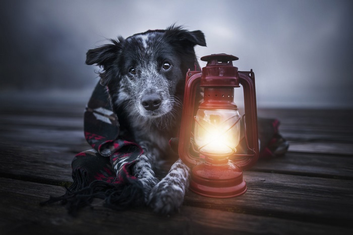 Border Collie dog with a lantern