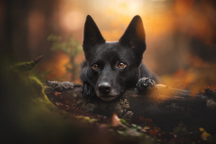 Black dog resting on a log in autumn forest