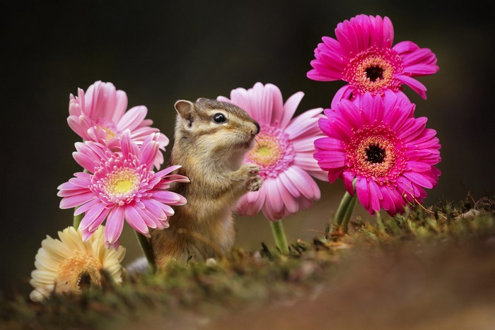 Chipmunk and Gerbera flowers in nature