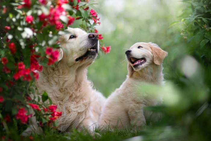 Golden Retriever mother and puppy among flowers