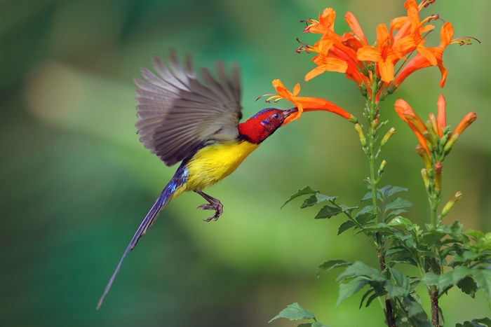 Bird feeding on orange flowers