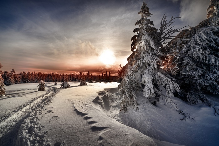 Winter landscape with snow-covered trees and sunset