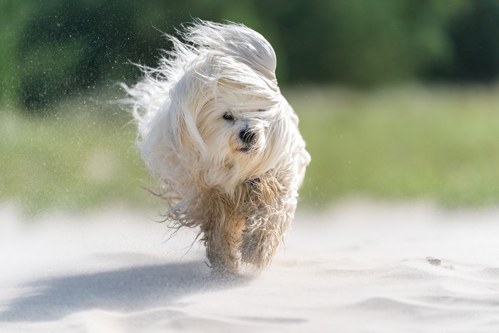 White Havanese dog running on sand with wind blowing its fur