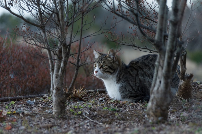 Tabby cat sitting in bushes