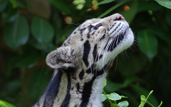 Clouded Leopard looking up
