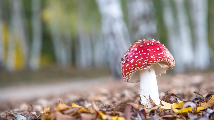 Amanita Muscaria Mushroom in Autumn Forest