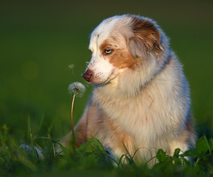 Australian Shepherd dog looking at a dandelion