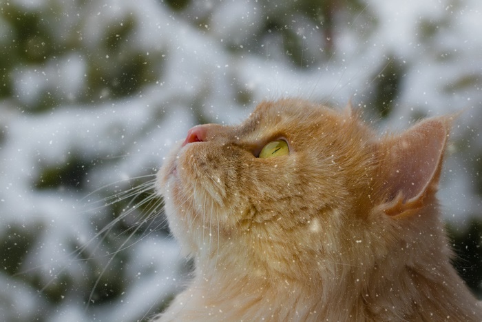 Orange cat looking up at falling snow