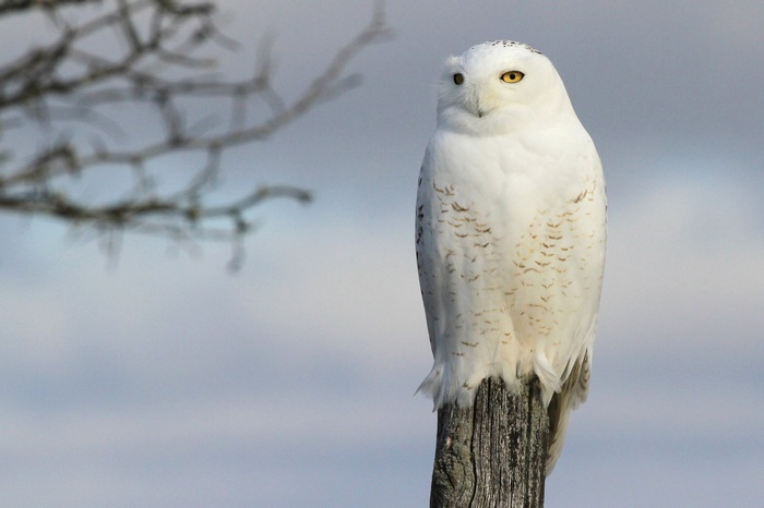 Snowy Owl perched on a wooden post