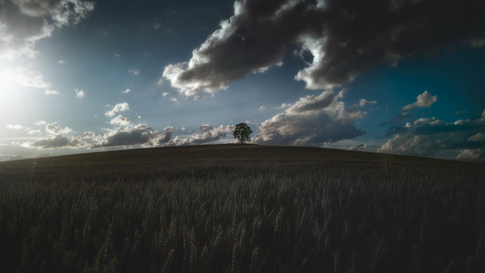 Tree on a hill in a wheat field under clouds