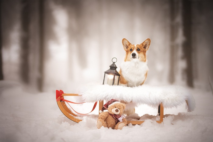 Corgi dog with teddy bear on a sleigh in the snow